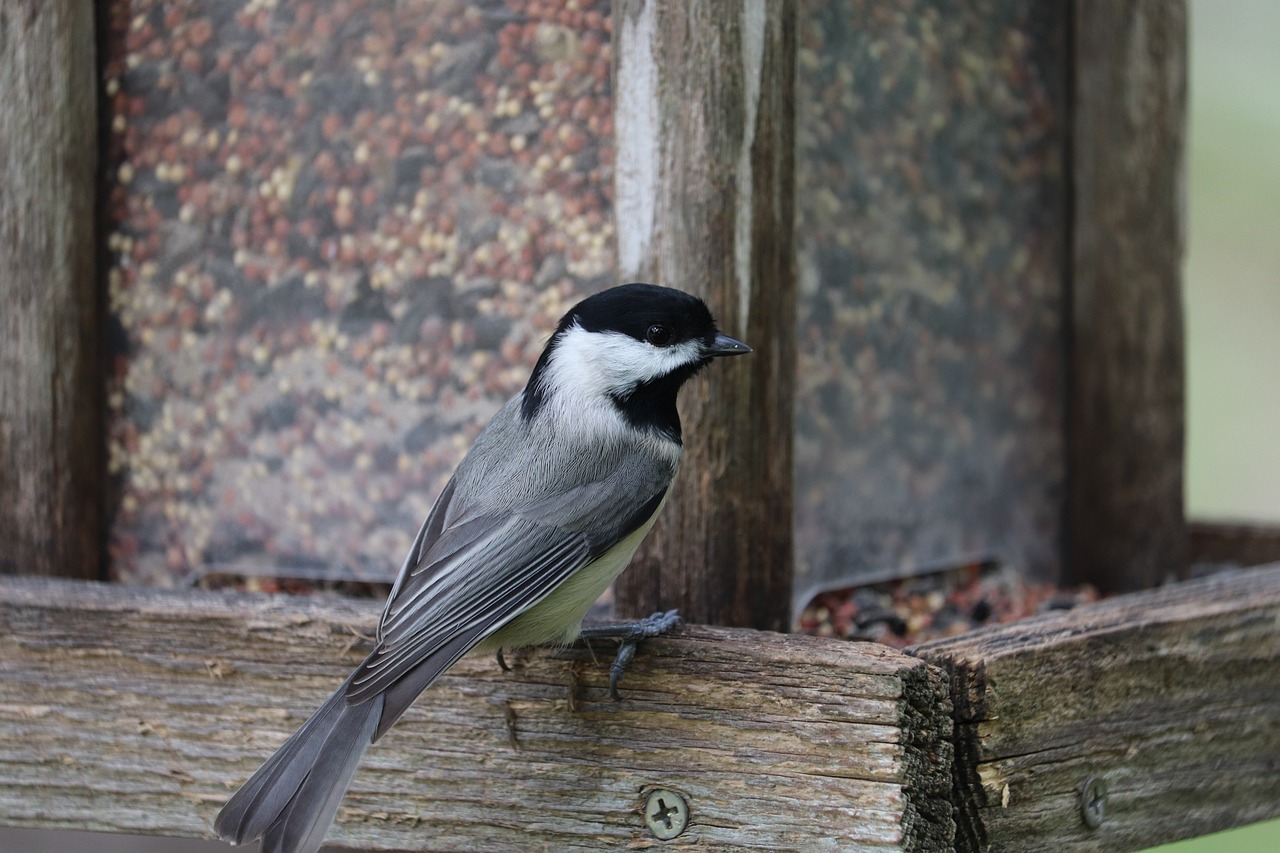 Crafting DIY Bird Feeders for Your Garden Decor